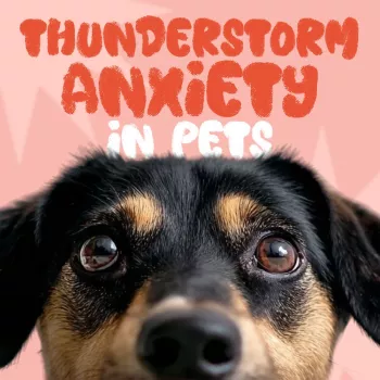 Calm Pets Fast: Thunderstorm Anxiety Checklist